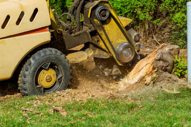 Tree Removal for Businesses in Saline, MI